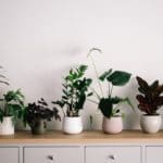 moving house plants