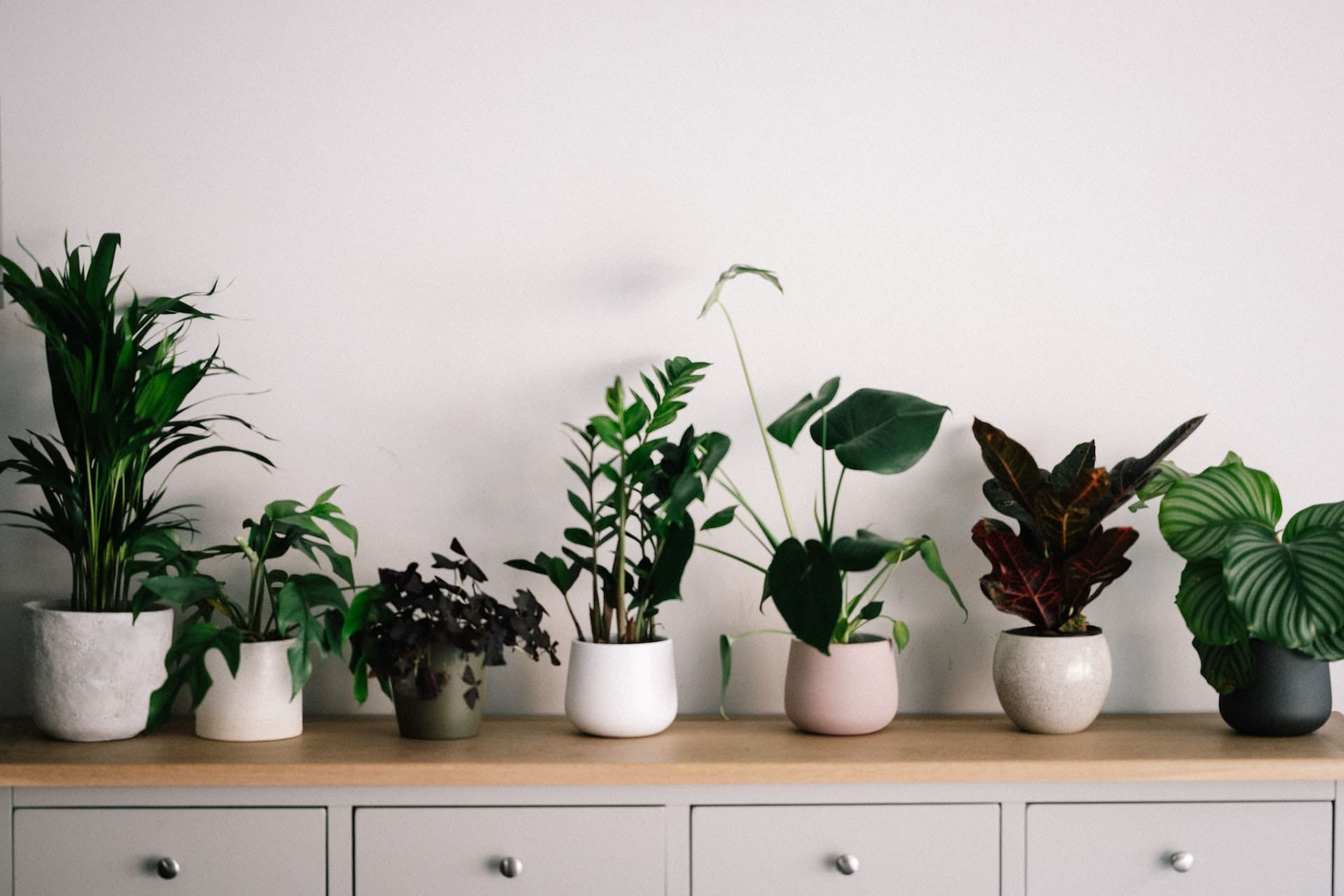 moving house plants