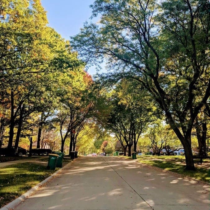 A road lined with tall trees